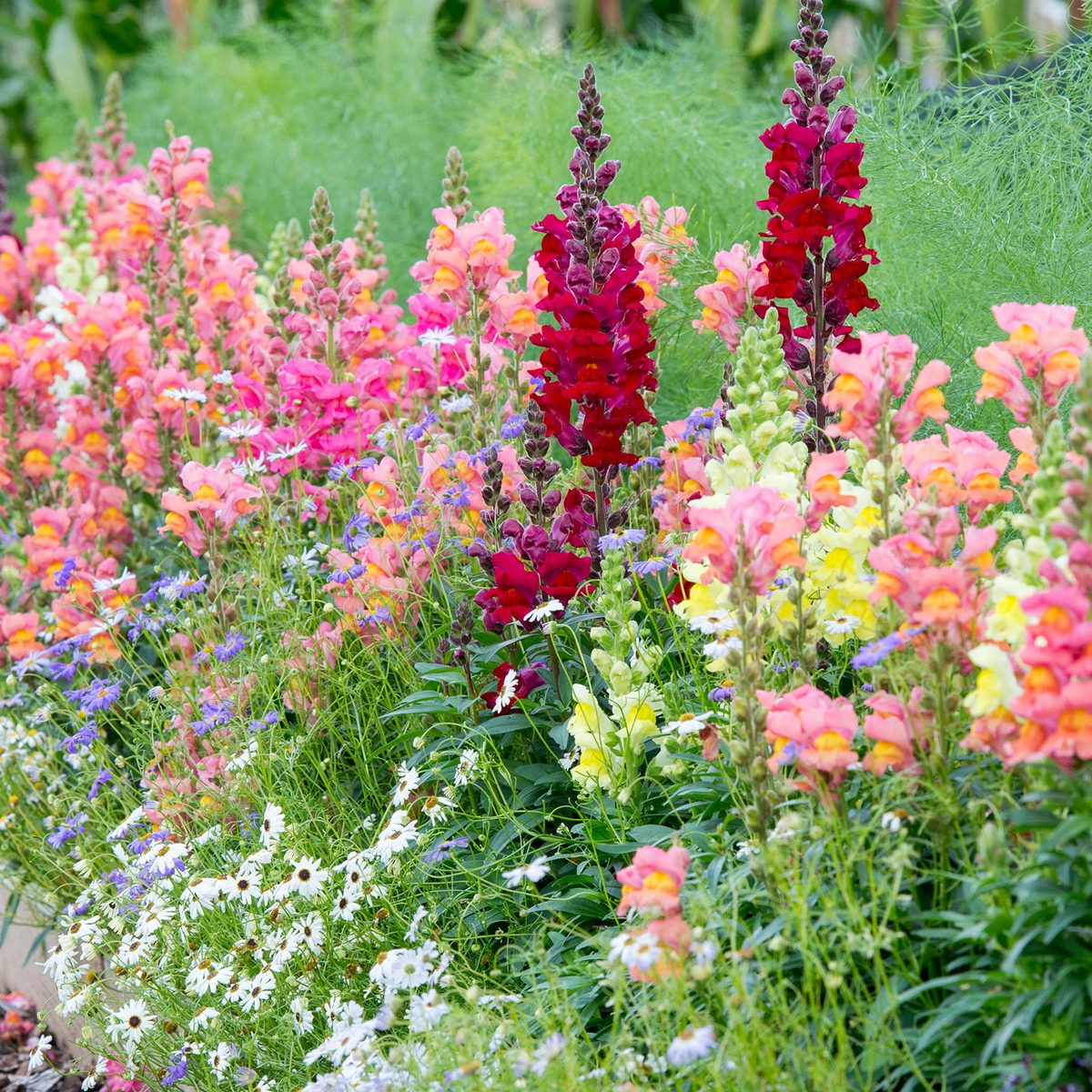 Costa II Mix Snapdragon Seeds - Vibrant Mixed Colors, 1000+ Antirrhinum majus for Garden & Cut Flowers