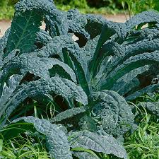 250 Kale Lacinato Seeds – Organic Dinosaur Kale Brassica oleracea for Nutritious Greens, Cooking, Smoothies, Cold-Hardy Gardening