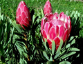 10 Queen Protea Seeds – Protea magnifica, Rare South African Woolly Beard Flower, Exotic Blooms, USDA Zones 9-12, Acidic Soil Plant