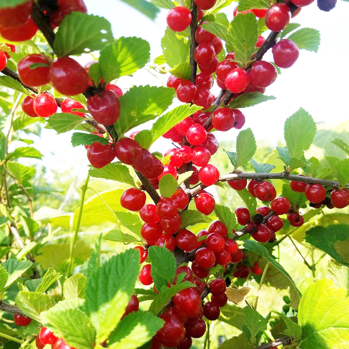 Prunus tomentosa Nanking Cherry Seeds – Hardy Fruit-Bearing Shrub for Gardens, Landscaping & Wildlife, 10 Seeds