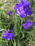 25 Spiderwort Plants Bare Root Rhizomes - Tradescantia Perennial with Purple Flowers for Gardens and Borders