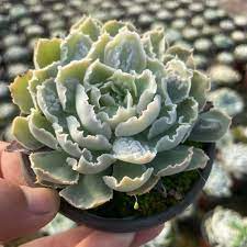Echeveria Shaviana Frills Ruffles Succulent - 9" Live Bare Root Plant, Pink Edges, Drought-Resistant, Indoor & Outdoor