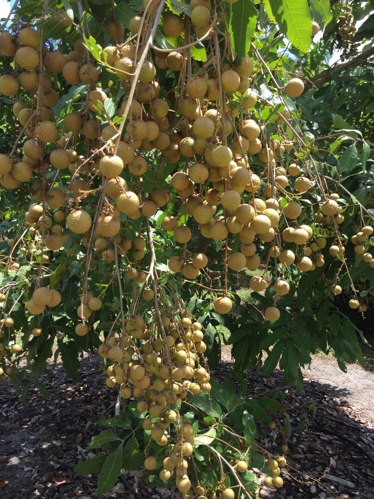 Longan Tree Seedling 6-Inch Pot, Dimocarpus longan, Tropical Fruit Tree, Edible Brown Fruit, Evergreen Garden Plant