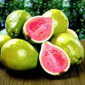 20 Ruby Supreme Guava Tree Seeds - Psidium guajava, Tropical Fruit, Pink Fleshed Guava, Grow Exotic Fruit from Seed