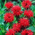 Cherry Red Monarda Bee Balm Plants (Lot of 2) | Live Perennial Flowers | Butterfly Magnet | Vibrant Red Blooms | Full Sun