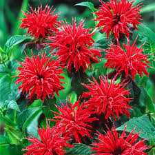 Cherry Red Monarda Bee Balm Plants (Lot of 2) | Live Perennial Flowers | Butterfly Magnet | Vibrant Red Blooms | Full Sun