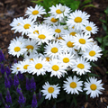 Shasta Daisy Seeds, Leucanthemum × superbum, Hardy Perennial with White Blooms, Cottage Garden, Pollinator-Friendly