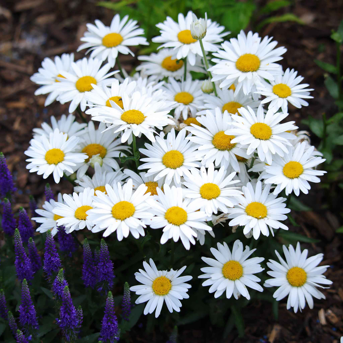 Shasta Daisy Seeds, Leucanthemum × superbum, Hardy Perennial with White Blooms, Cottage Garden, Pollinator-Friendly