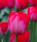Tulip Bulbs - 5 Deep Rose-Red & Silver Sheen, Fragrant, Weather-Resistant, USDA Zones 3-8, Spring Blooming, Garden & Container