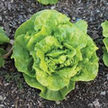 Tom Thumb Butterhead Lettuce Seeds – Heirloom Mini Heads, Tender & Sweet, Cold Hardy, Garden & Container Planting, Lactuca sativa