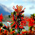 Chilean Firebush Tree Seeds – Embothrium coccineum, Scarlet Flame Red Tubular Flowers, Hummingbird Magnet, Ornamental Garden Plant