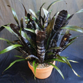 Bromeliad Billbergia Darth Vader Live Cutting 12” Exotic Foliage Air-Purifying Pet Safe Hummingbird & Butterfly Attractor
