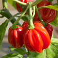 Red Scotch Bonnet Pepper Seeds | Heirloom, Non-GMO | Capsicum annuum, Hot Pepper, 100,000-350,000 Scoville Units