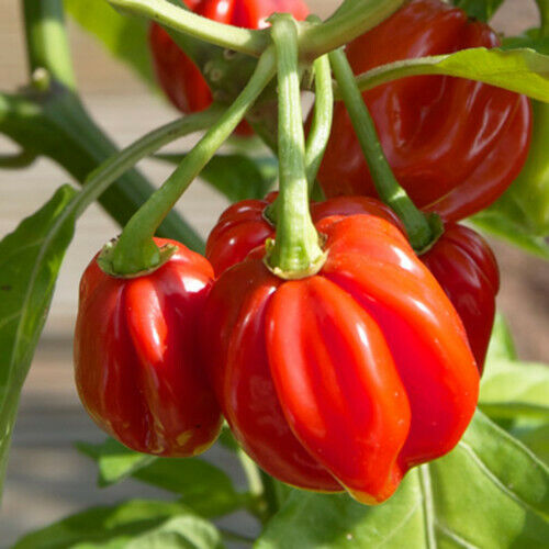 Red Scotch Bonnet Pepper Seeds | Heirloom, Non-GMO | Capsicum annuum, Hot Pepper, 100,000-350,000 Scoville Units