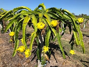 Yellow Golden Dragon Fruit Seedling - 3-5 Inch Live Plant with Pot, Selenicereus megalanthus, Tropical Fruit, Easy Care, Ready to Plant