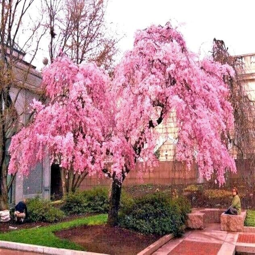 Japanese Weeping Sakura Cherry Tree Seeds – Prunus pendula, Pink Spring Blooms, Ornamental, Cold Hardy, Fast Growing