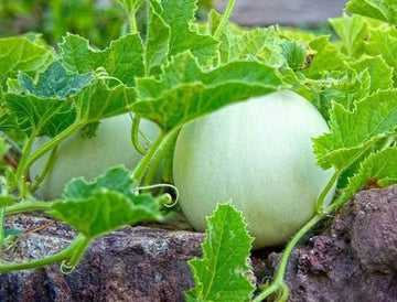 Green Honeydew Melon Seeds - Heirloom, Non-GMO, Vining, Cucumis Melo, Sweet & Juicy, Garden Seeds