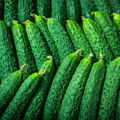 10 Seeds Chinese Snake Curved Cucumber | Heirloom Cucumis sativus for Gardening, Fresh Eating & Long Harvest