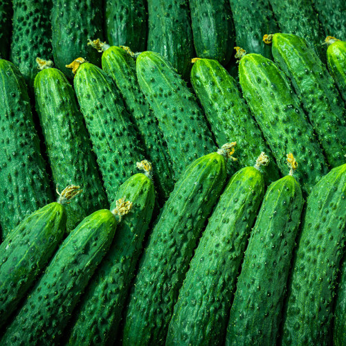 10 Seeds Chinese Snake Curved Cucumber | Heirloom Cucumis sativus for Gardening, Fresh Eating & Long Harvest