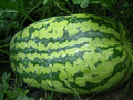 Carolina Cross Watermelon Seeds - Giant, Sweet, Juicy Red Flesh - Citrullus lanatus - USA Grown, Prize-Winning Variety