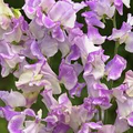 Pulsar Sweet Pea Seeds – 50+ Purple & White Bi-Color Climbing Vine for Trellises, Bouquets, Cottage Gardens, Floral Arches