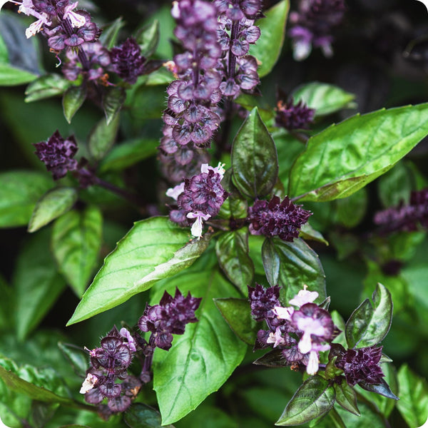 Cinnamon Basil Seeds, Ocimum basilicum, Aromatic Herb with Spicy-Sweet Cinnamon Flavor, 1200 Seeds