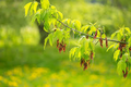 Acer negundo Tree Seeds – Boxelder Maple, Fast-Growing Shade Tree with Green Foliage, USDA Zones 2-9
