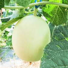 50 Seeds Green Honeydew Melon Seeds | Cucumis melo | Sweet Juicy Heirloom Fruit for Summer Gardens