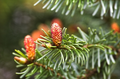 Norway Spruce Tree – Live Bare Root 12-18” Starter, Picea abies, Cold-Hardy Evergreen for Landscaping & Windbreaks