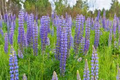 Large Leaf Lupine Seeds 500mg - Lupinus polyphyllus Pollinator-Friendly Wildflower for Gardens & Meadows