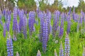 Large Leaf Lupine Seeds 500mg - Lupinus polyphyllus Pollinator-Friendly Wildflower for Gardens & Meadows