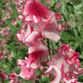 Phoebe Sweet Pea Seeds – 50+ Vibrant Deep Rose Blooms for Trellises, Arbors, Cottage Gardens & Cut Flowers – Lathyrus odoratus