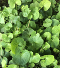 15pcs Pennywort Gotu Kola Bare Root Live Plant - Easy Ground Cover, Shade-Loving, Moist Soil, Centella asiatica