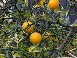 Hardy Orange Tree Live Plant 8-Inch Poncirus trifoliata Cold-Hardy Ornamental Citrus