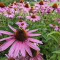 Purple Coneflower Seeds – Echinacea purpurea – Native Wildflower, Pollinator Friendly, Purple Blooms, Perennial Garden Seeds