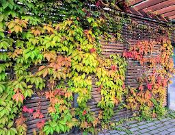 Virginia Creeper Vine Cuttings - 5 Unrooted Parthenocissus quinquefolia Climbing Vine for Garden, Wall Covering & Landscaping