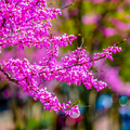 Eastern Redbud Tree – Live Bare Root Cercis canadensis with Rosy Pink Flowers, Fast-Growing, Drought Tolerant, Zones 4-9
