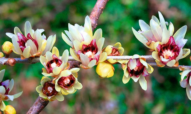 Chimonanthus Praecox Seeds | Wintersweet Japanese Allspice | Fragrant Winter Blooms | Ornamental Shrub | Hardy Perennial