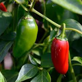 Jalapeño M Pepper Seeds – Heirloom, Medium Heat, Spicy & Flavorful, High-Yielding, Capsicum annuum