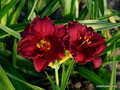 Cranberry Baby Daylily Starter Plant - Dwarf Ruffled Red Blooms, Re-Blooming, Pollinator Attractant, USDA Zones 3-10