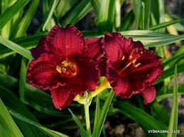 Cranberry Baby Daylily Starter Plant - Dwarf Ruffled Red Blooms, Re-Blooming, Pollinator Attractant, USDA Zones 3-10