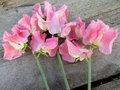 Alan Titchmarsh Sweet Pea Seeds – Lavender-Blue Fragrant Climbing Vines for Garden, Trellises, Fences – Lathyrus odoratus, 50 Seeds