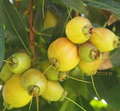 Golden Rose Apple Tree Seedling - Syzygium Jambos - Tropical Fruit, Fast-Growing, Ready to Plant, 4 Inches+ Tall
