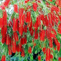 Weeping Bottlebrush Tree Seeds – Callistemon viminalis, Scarlet Blooms, Zones 9-11, Attracts Bees & Hummingbirds, Drought Tolerant