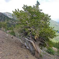 Bristlecone Pine Seeds 10 Pack | Pinus aristata | Oldest Living Tree, Rocky Mountain Native, Long-Lived Evergreen, USDA Zones 4-7