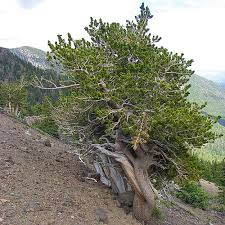 Bristlecone Pine Seeds 10 Pack | Pinus aristata | Oldest Living Tree, Rocky Mountain Native, Long-Lived Evergreen, USDA Zones 4-7