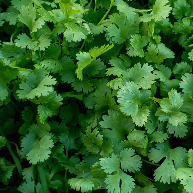 Parsley Seeds | Dark Green Italian Giant Heirloom Herb | Fragrant & Flavorful, High Yield, Garden & Container Planting
