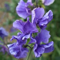 Blue Danube Sweet Pea Seeds – Fragrant Blue-Violet Climbing Vines for Trellises & Bouquets, Lathyrus odoratus, 50+ Seeds