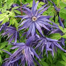 Blue Downy Clematis Seeds | Hardy Climbing Vine with Lavender-Blue Flowers | Clematis macropetala, Zone 4-9