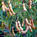 Tamarind Tree Seeds – Tropical Fruit Tree, Bonsai Potential, Tamarindus indica, Edible Fruit, Rare Tree Seeds